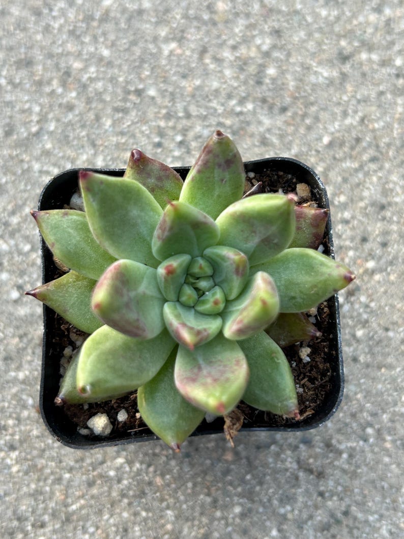 May include: A small succulent plant in a square black plastic pot. The plant has green leaves with reddish-purple tips and edges. The leaves are arranged in a rosette pattern. The plant sits on a gray concrete surface.