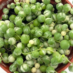 May include: A close-up of a String of Pearls plant in a brown pot. The plant features small, round, green and white variegated leaves, resembling pearls. The plant is a trailing succulent, perfect for hanging baskets or containers.