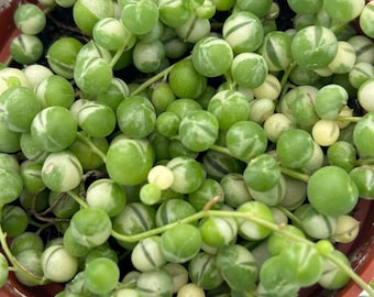 4” String of pearls Variegated
