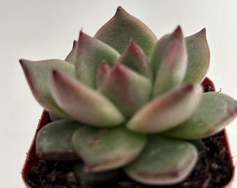 Planta suculenta Echeveria godot – Planta viva enraizada para la decoración del hogar y la oficina.