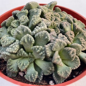 Live plant Titanopsis Calarea 画像 1