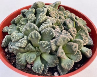 Live plant Titanopsis Calarea