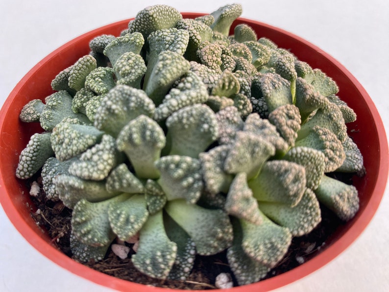 Live plant Titanopsis Calarea 画像 1