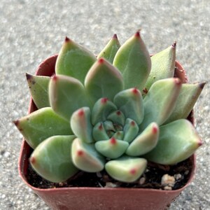 May include: A small succulent plant in a square, brown plastic pot. The plant has green leaves with red tips. The leaves are arranged in a rosette shape. The plant is sitting on a concrete surface.