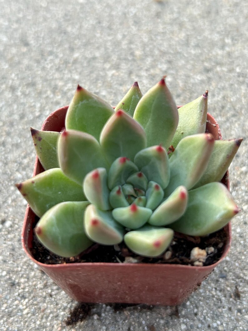May include: A small succulent plant in a square, brown plastic pot. The plant has green leaves with red tips. The leaves are arranged in a rosette shape. The plant is sitting on a concrete surface.