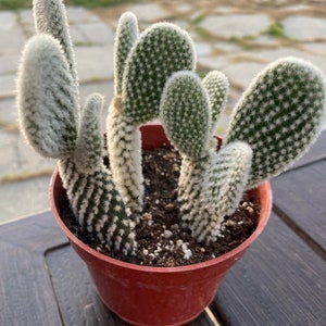 healing succulent Aloe Vera Plant Healing Succulent – Easy-Care Indoor or Outdoor Plant –  Happy Houseplant Haven