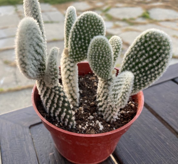4'' Bunny Ears Cactus by THE SUCCULENT KISS - Etsy