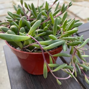 May include: A potted String of Bananas succulent plant. The plant has long, green, banana-shaped leaves with purple stems. The plant is in a brown plastic pot, sitting on a wooden surface.