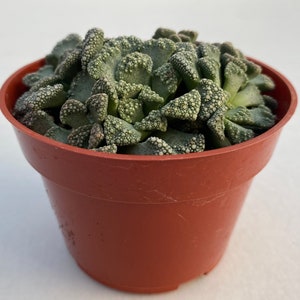 Live plant Titanopsis Calarea 画像 3