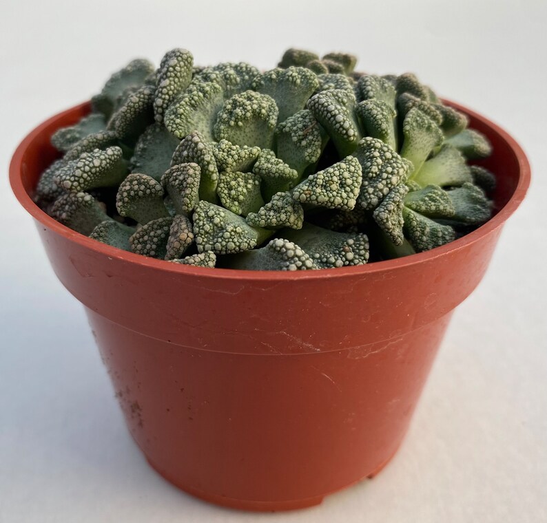 Live plant Titanopsis Calarea 画像 3