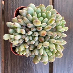 Graptopetalum Pachyphyllum blue bean 2”pot