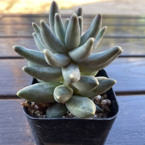 Pachyphytum Compactum 2” pot