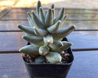 Pachyphytum Compactum 2” pot