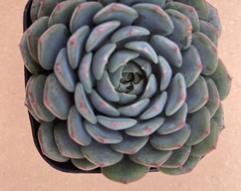 Echeveria Minima