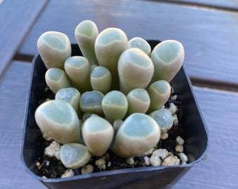 Beautiful 2'' pot 'baby toes' by THE SUCCULENT KISS.