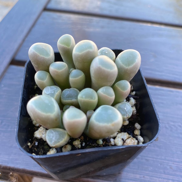 Beautiful 2'' pot 'baby toes' by THE SUCCULENT KISS.