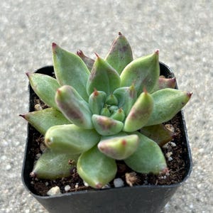 Echeveria Magic Treasure image 1