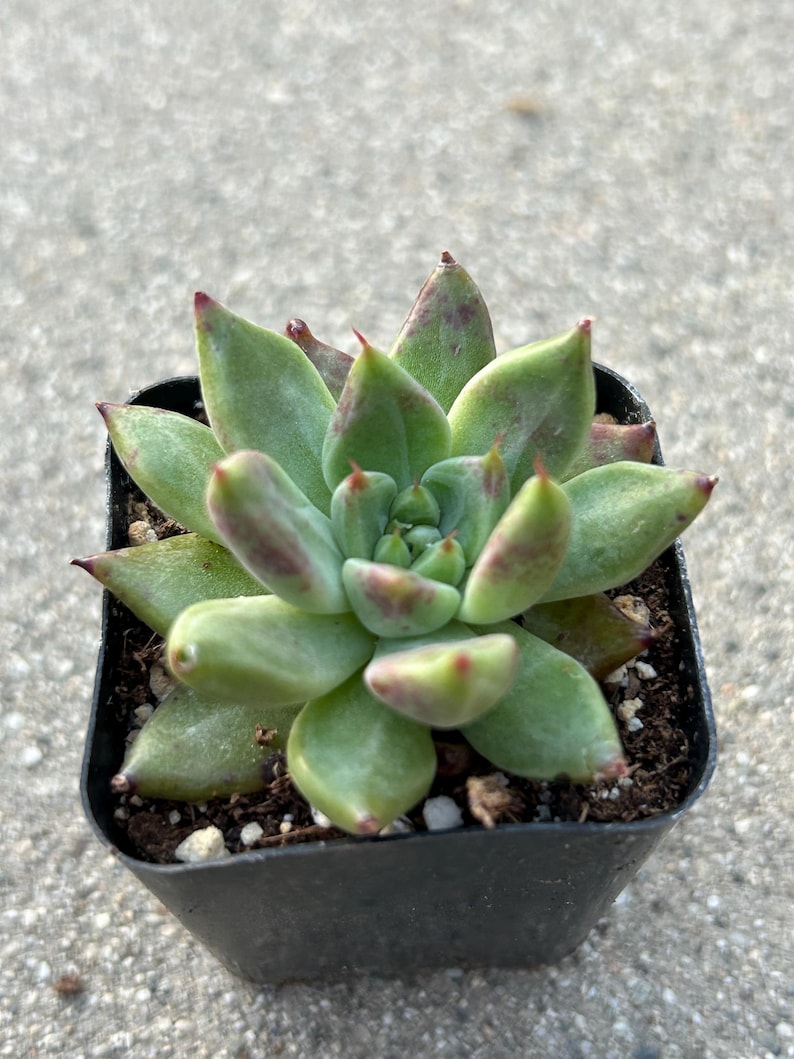 Echeveria Magic Treasure image 1
