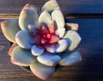 Echeveria ‘snow angels’ Sugar heart 2”