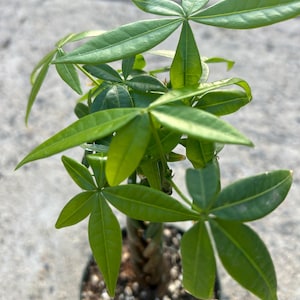May include: A small, potted money tree plant with vibrant green, star-shaped leaves. The plant has a thick, brown trunk and is set in a pot filled with soil and small pebbles. The leaves are a bright, healthy green.