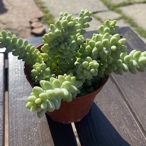 May include: A potted Burro's Tail succulent plant. The plant has cascading stems of fleshy, pale green, bead-like leaves. The plant is in a small, brown plastic pot, sitting on a wooden table. The image is taken in natural sunlight.