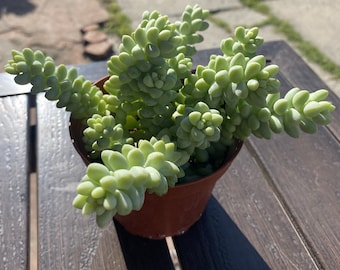 Donkey Tail Succulent, Fully Rooted in 4'' Pot, Home Office Decor
