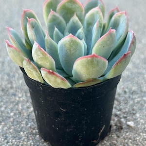 May include: A vibrant succulent plant in a black pot. The plant features pale blue-green leaves with pink edges, creating a striking contrast. The succulent is a popular choice for home decor and gardening.