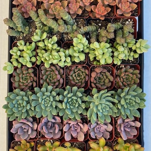 May include: A tray of assorted succulents in small brown pots. The succulents display a variety of colors, including green, purple, and reddish-brown. The arrangement is neatly organized, showcasing different textures and shapes of the plants.