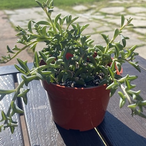 May include: A potted String of Dolphins succulent plant. The plant has green, dolphin-shaped leaves and is in a small, round, terracotta-colored pot. The plant is on a dark wooden surface, with sunlight in the background.