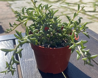 Maceta de 10 cm (4 pulgadas) de String of Dolphin, planta suculenta viva completamente enraizada, de Succulent Kiss.