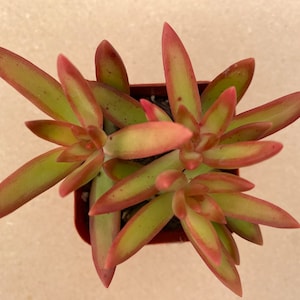 May include: Overhead view of a succulent plant in a small brown pot. The plant has long, pointed leaves with green centers and red edges. The leaves are arranged in a star-like pattern. The plant is a vibrant green and red color.