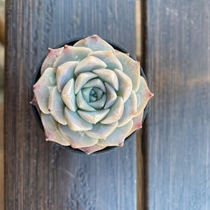 May include: Overhead view of a succulent plant in a black pot. The succulent has pale green leaves with pinkish-red tips, arranged in a rosette pattern. The plant sits on a dark wooden surface, creating a contrast in color and texture.