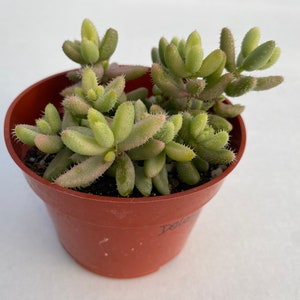 May include: A potted succulent plant with light green, finger-like leaves and small, spiky edges. The plant is in a small, round, brown plastic pot. The leaves have a slight pinkish hue. The plant is a Cotyledon tomentosa, also known as Bear's Paw.