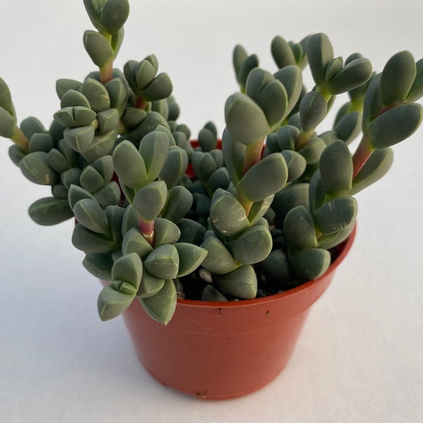4”pot live succulent plant of Corpuscularia Lehmannii “ice plant “
