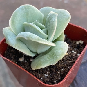 Beautiful 2'' pot X Graptoveria--Lovely Rose By THE SUCCULENT KISS.