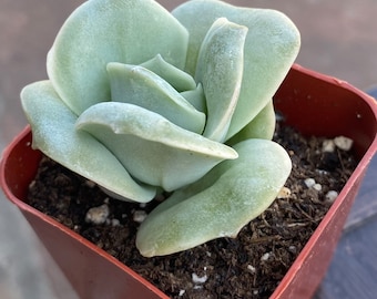 Beautiful 2'' pot X Graptoveria--Lovely Rose By THE SUCCULENT KISS.