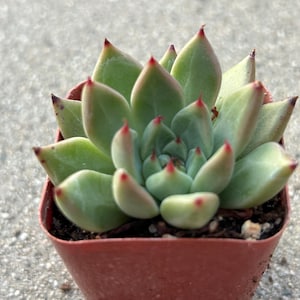 Echeveria Magic Treasure image 7