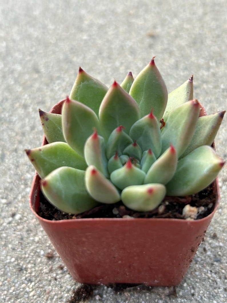 Echeveria Magic Treasure image 7