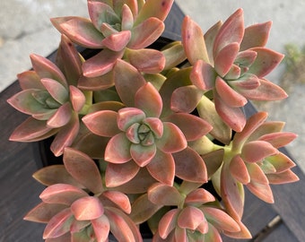 4'' Sedum Adolphii  By THE SUCCULENT KISS