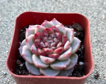 Corazón de azúcar terciopelo de Echeveria