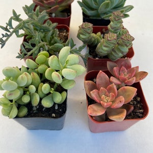May include: An assortment of potted succulents, showcasing a variety of shapes and colors. The plants range from deep green to reddish-pink hues, with diverse textures. The pots are small, square, and filled with soil, perfect for indoor or outdoor decor.