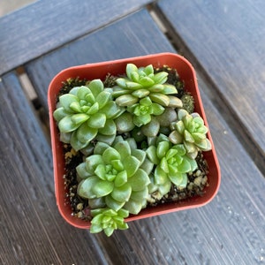 May include: A small, square, terracotta-colored pot filled with several green succulents. The succulents have thick, fleshy leaves arranged in rosettes. The plants are a vibrant green color, and the pot sits on a wooden surface.