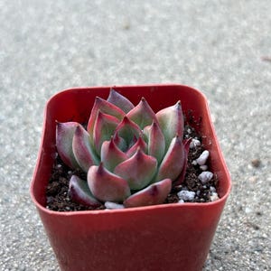 May include: A close-up of a succulent plant in a small, square, red plastic pot. The succulent has green and red leaves. The pot contains soil and small white pebbles. The background is a gray, textured surface.