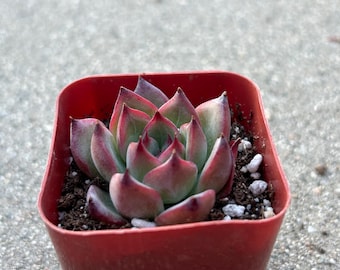 Echeveria Bonfire Succulent Plant – Rooted Home Office Decor (2" Pot)
