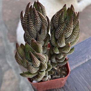 May include: A potted succulent plant with dark green and brown leaves, speckled with white dots. The plant is in a small, square, brown plastic pot. The leaves are thick and textured, with pointed tips. The background is blurred.