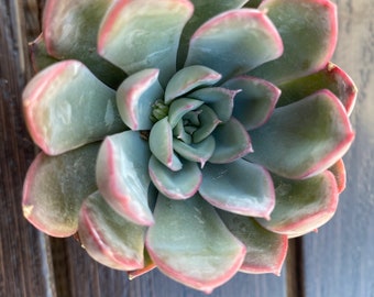 Echeveria Orion in 2” pot