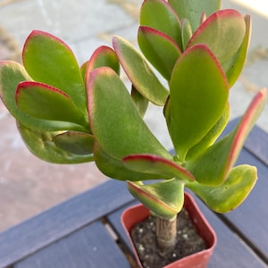 May include: A small jade plant in a square, terracotta-colored pot. The succulent has thick, oval-shaped green leaves with red edges. The plant's stem is brown and sturdy, and the pot contains dark soil. The background is a blurred wooden surface.