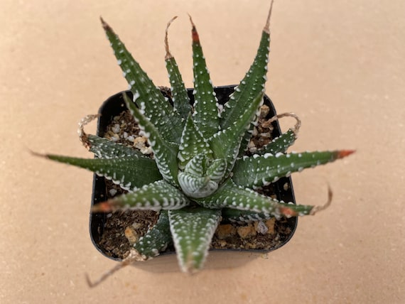 Succulente Haworthia Big Band 15-25 Cm En Pot - Plante D'Intérieur Facile D'Entretien Et Dépolluante