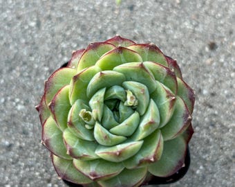 Echeveria Queen of the Baseline