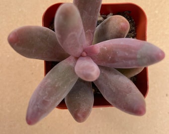 2” X Pachysedum ‘Ganzhou’